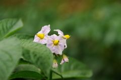 ジャガイモの花