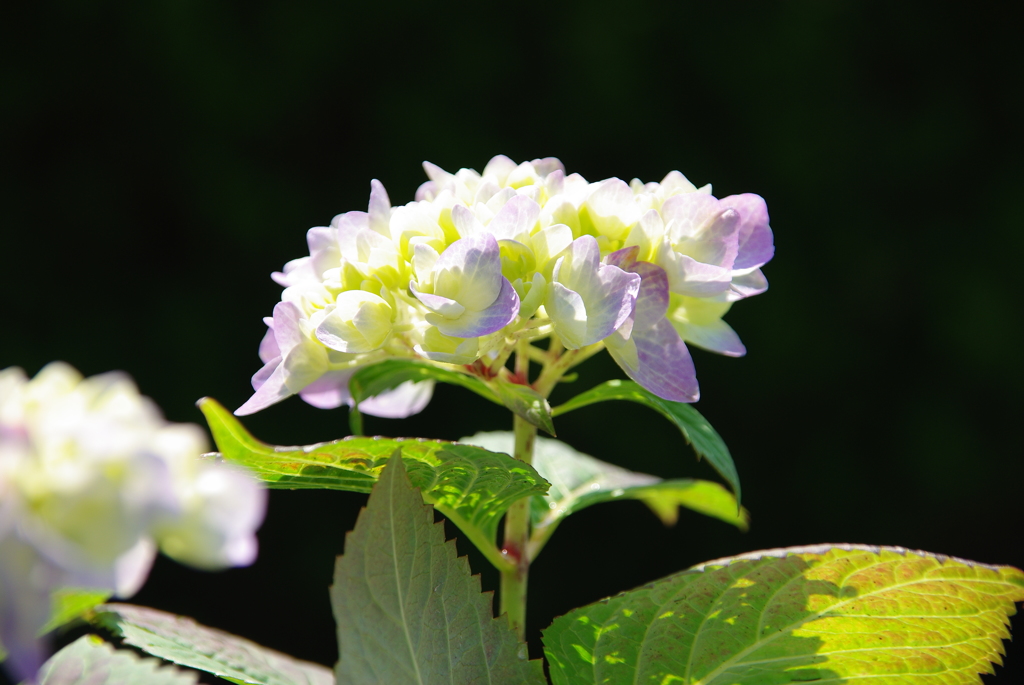 紫陽花
