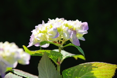 紫陽花