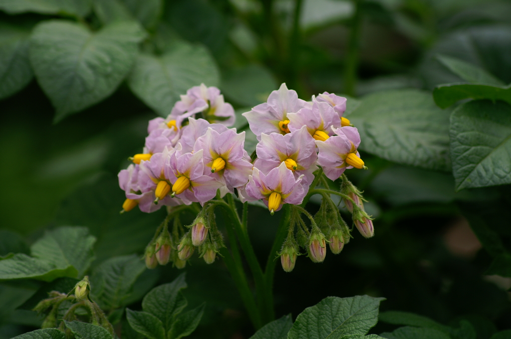 ジャガイモの花