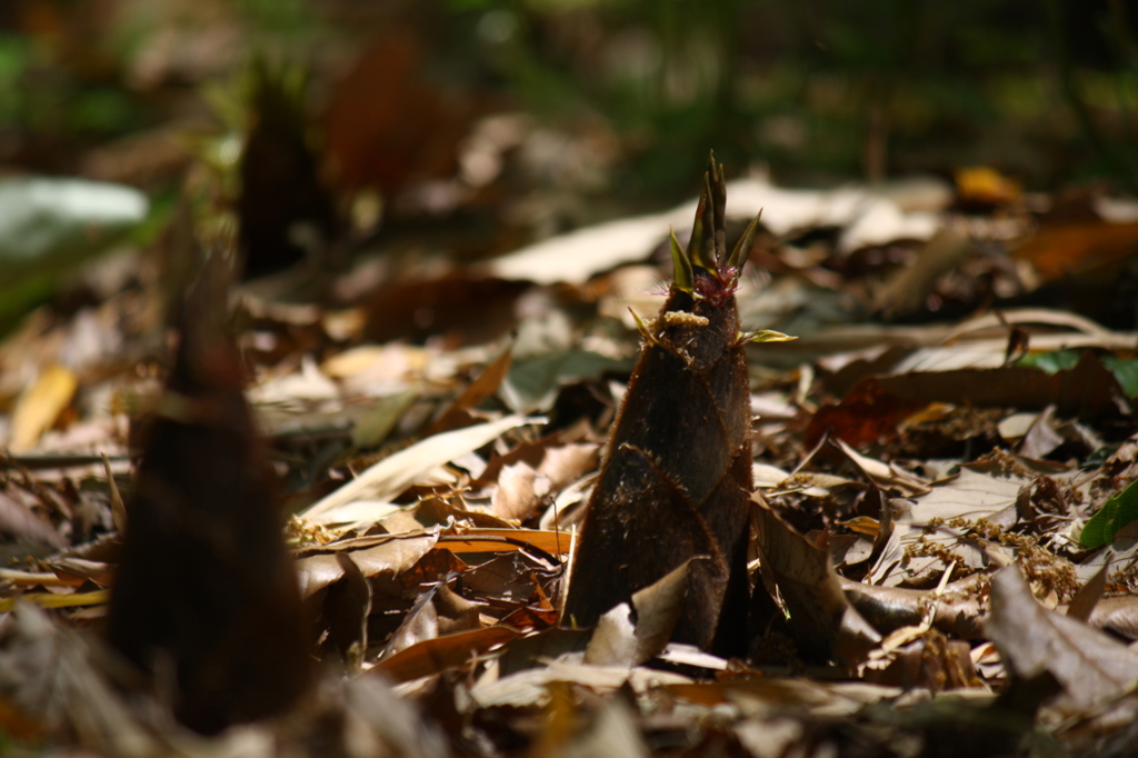 タケノコ