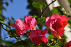 ブーゲンビレア