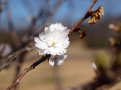 冬桜