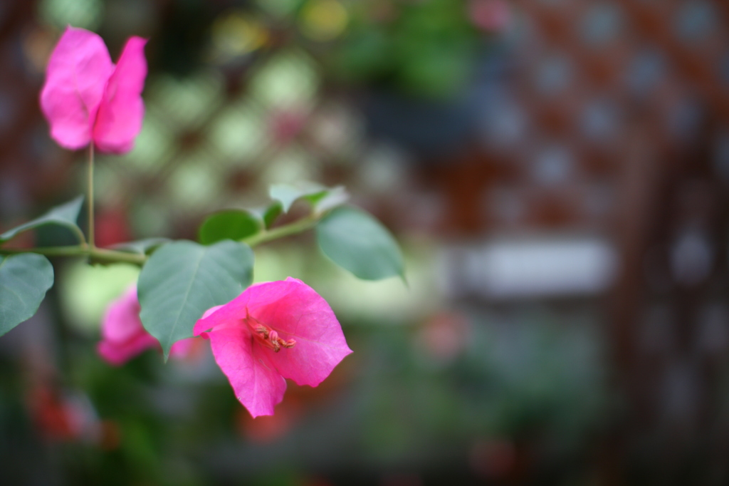 ブーゲンビレア