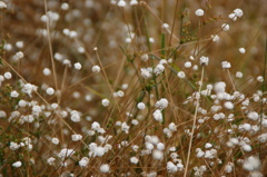 シラタマホシクサ