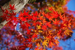 いい感じに色づいて^^