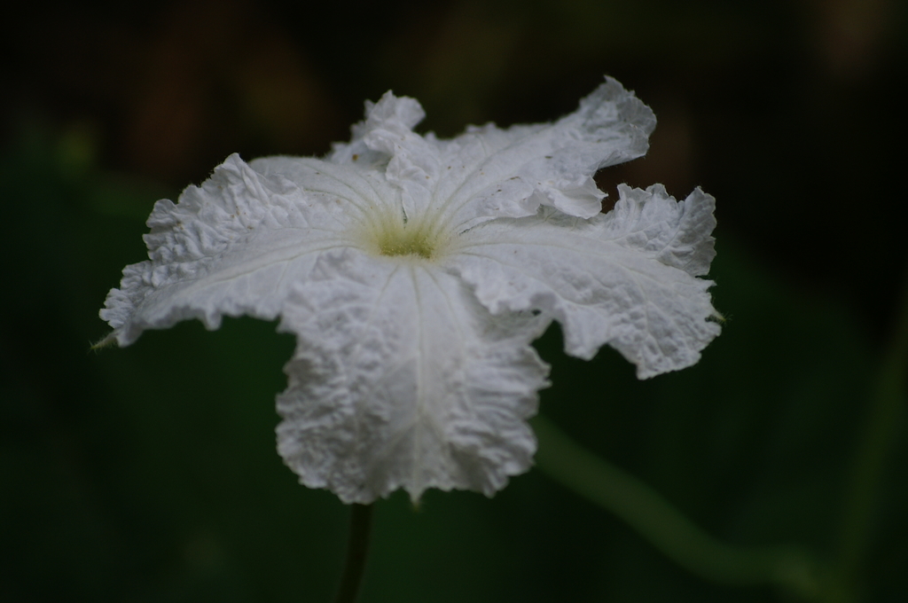 名古屋市農業センターにて　