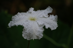 名古屋市農業センターにて　