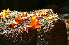 お日さまに感謝＾＾