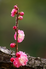 大高緑地公園にて　