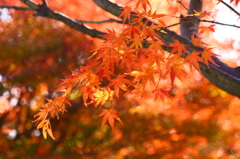 モミジの囁きが聞こえますか？