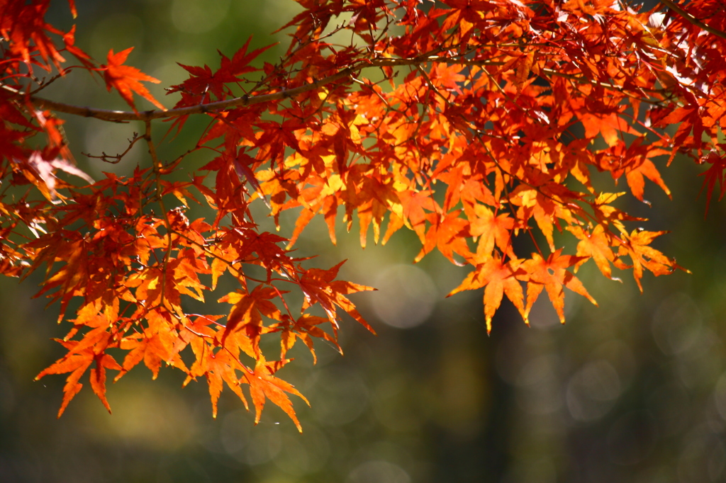おひさまに感謝^^