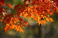 おひさまに感謝^^