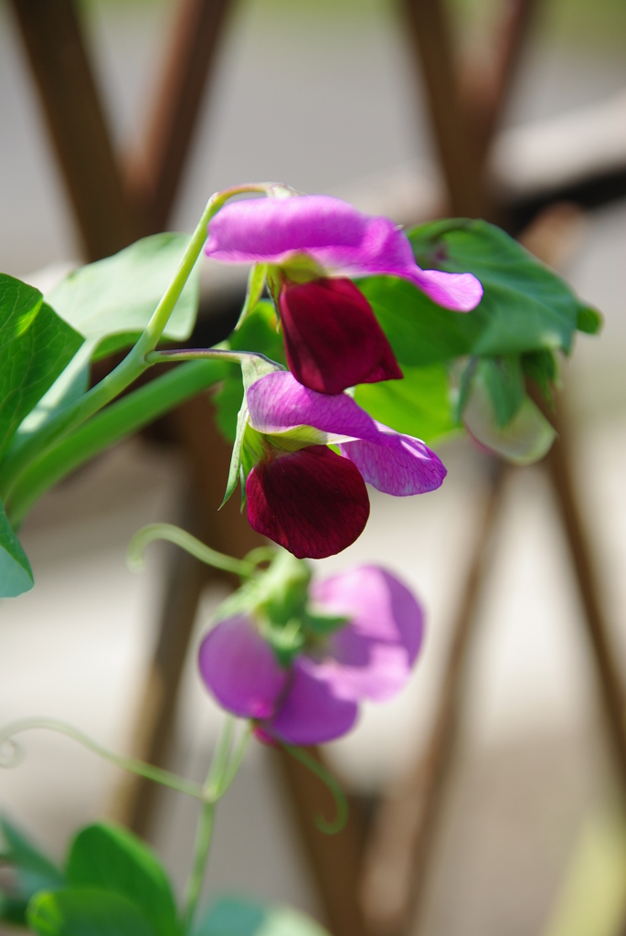 名古屋市農業センターにて　