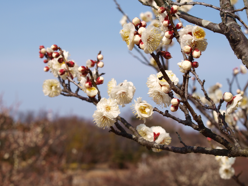 大高緑地公園にて