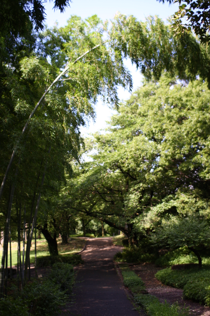 まっすぐ伸びたいのに・・・