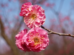 大高緑地公園にて