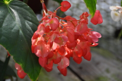 木立性ベゴニア朱王