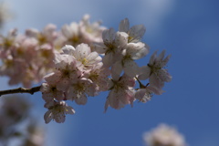 支那実桜