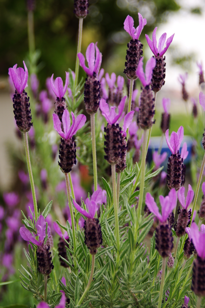 フレンチ・ラベンダー