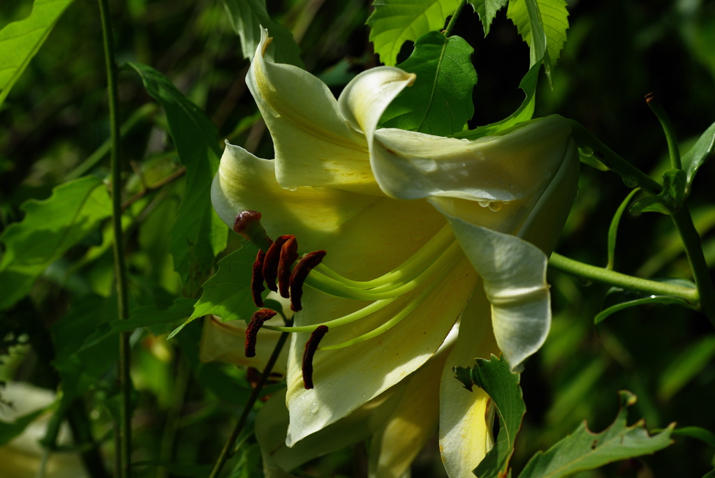 名古屋市農業センターにて　