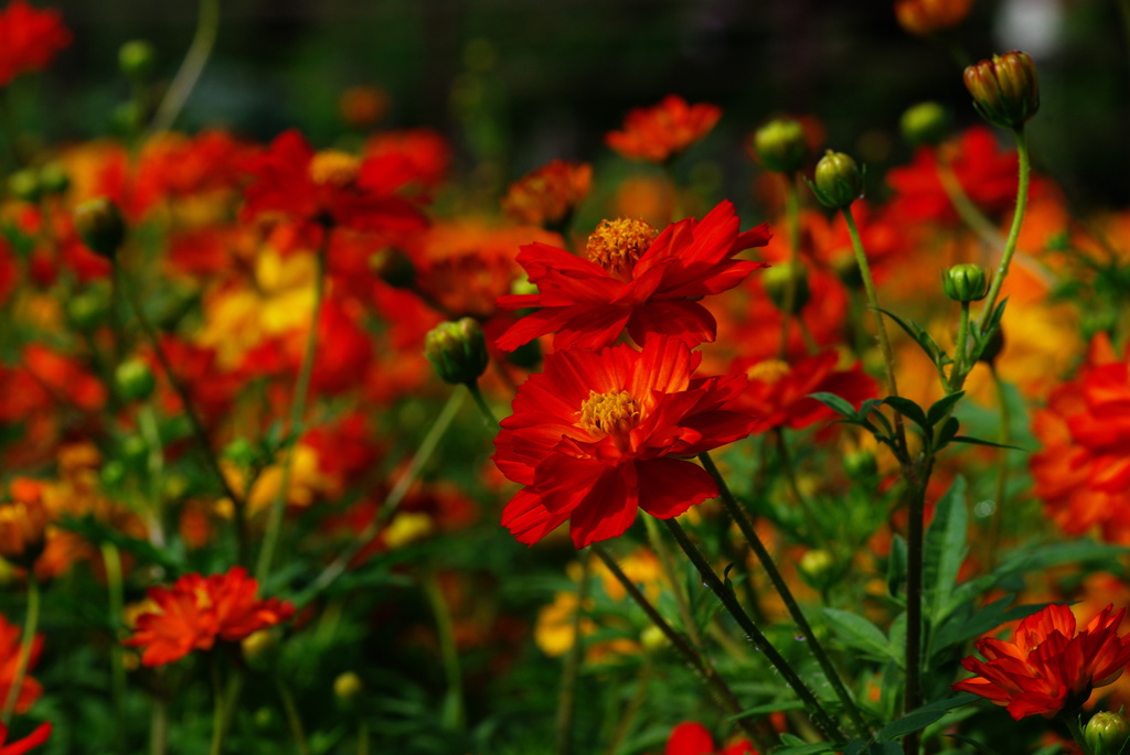 キバナコスモス