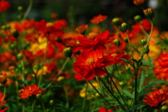 キバナコスモス