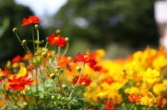 名古屋市農業センターにて　