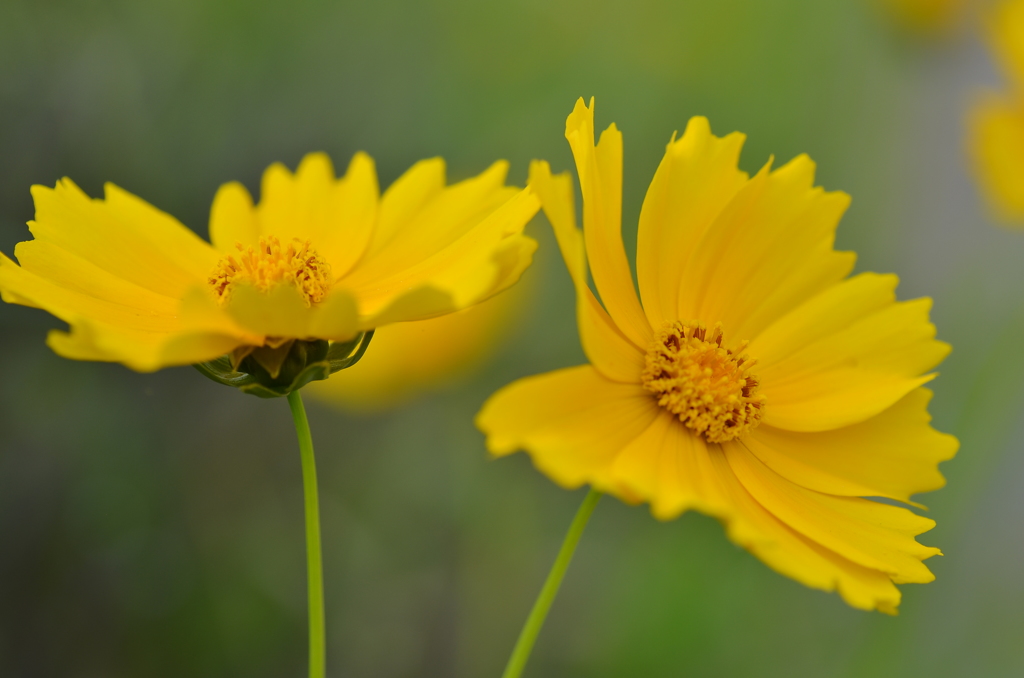 キバナコスモス