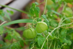 大高緑地公園にて