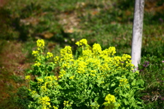 菜の花