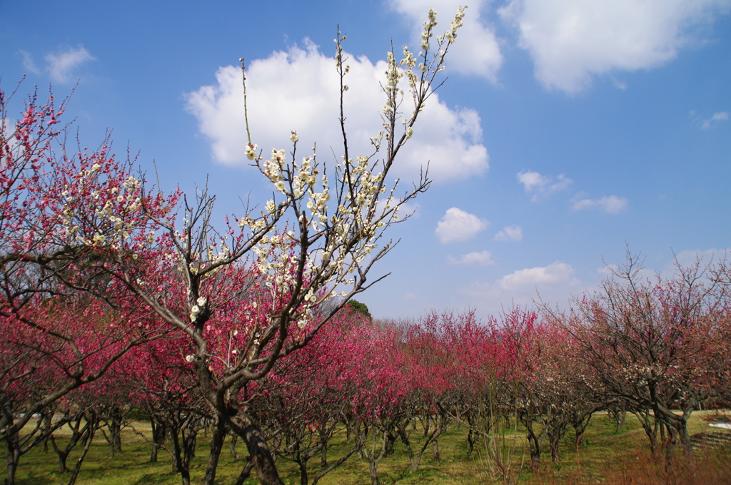 大高緑地公園にて　