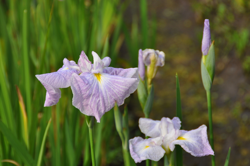 花菖蒲