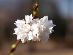 冬桜