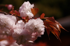 八重桜