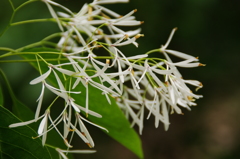 ナンジャモンジャ