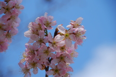 支那実桜