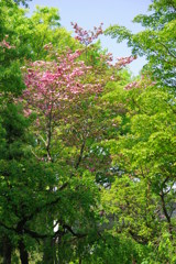 新緑を彩るハナミズキ