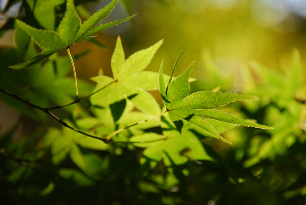 まどろみの中で