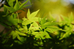 まどろみの中で