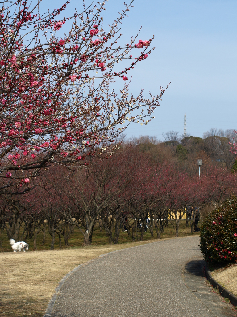 大高緑地公園にて