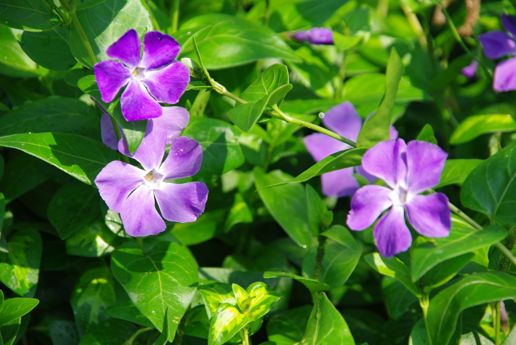 ツルニチニチソウ