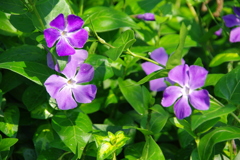 ツルニチニチソウ