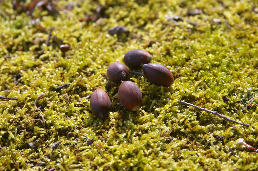 ドングリさんも日向ぼっこ