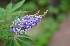 名古屋市農業センターにて　