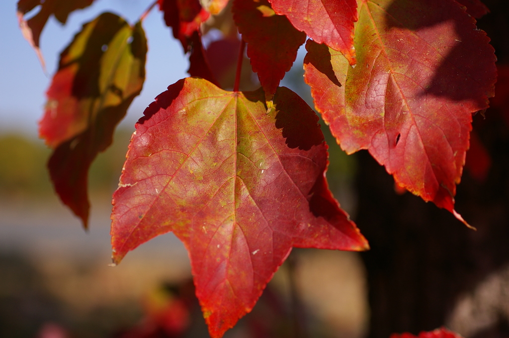 ハナノキもい紅葉してます^^