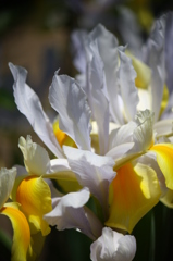 ダッチアイリス