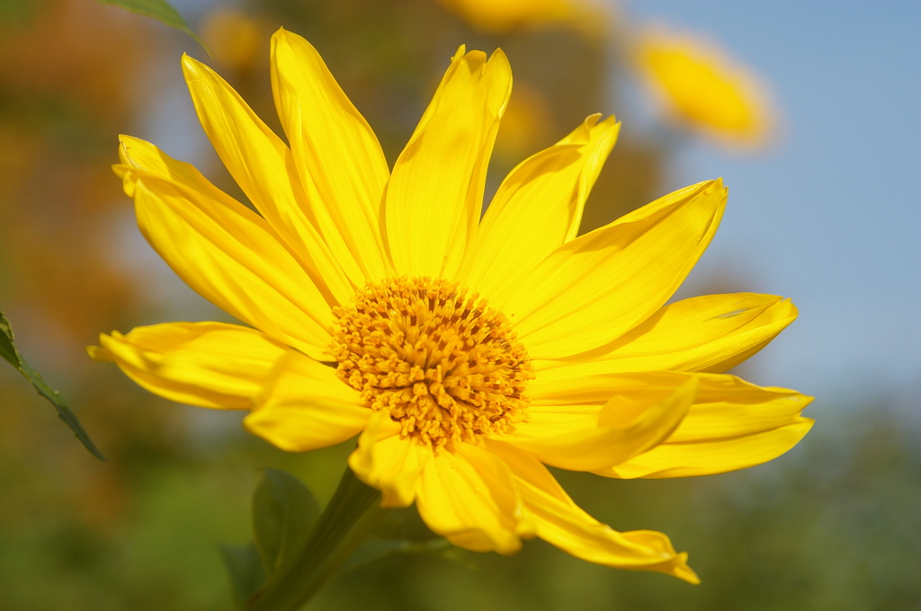 チトニアガリバー