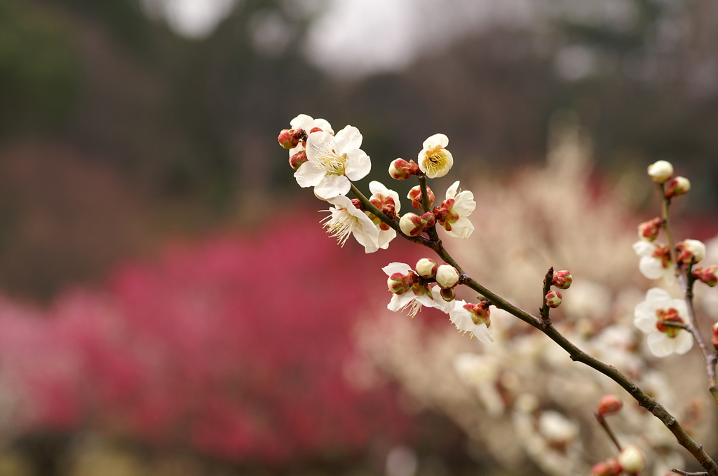 大高緑地公園にて　