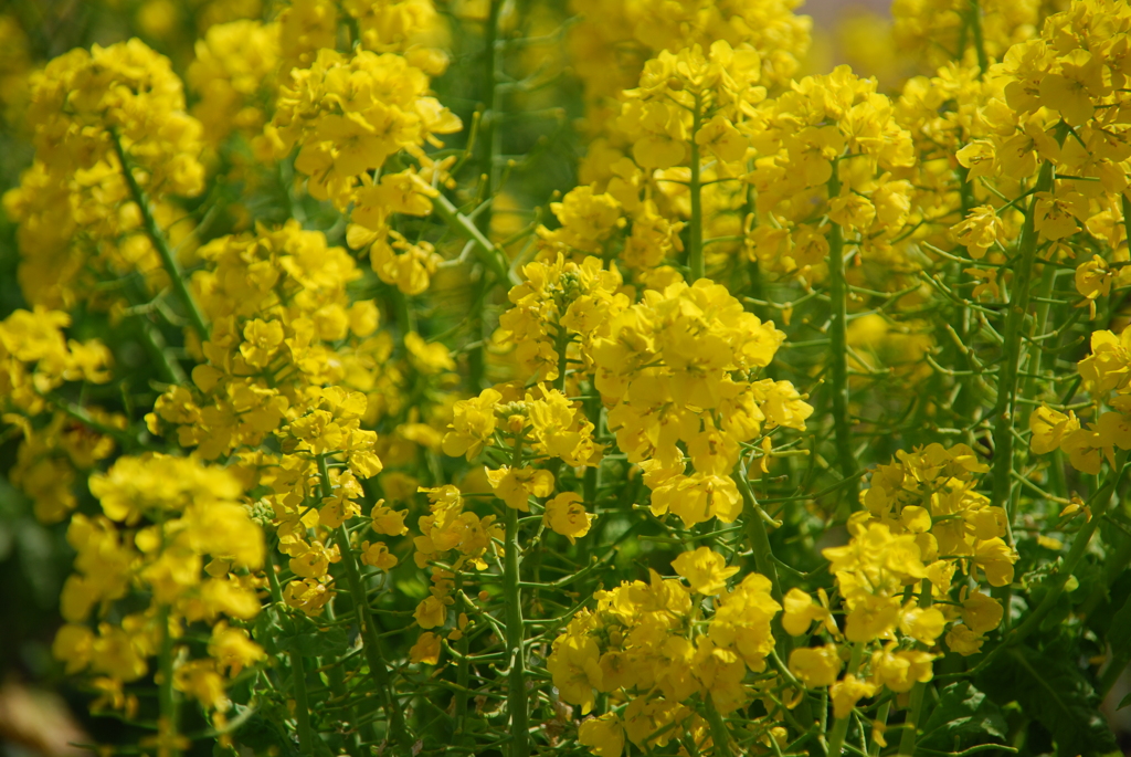 菜の花